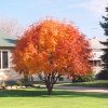Western Mountain Ash #1 - Image 3